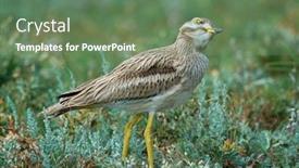  Presentation with field - Slide set enhanced with burhinus-oedicnemus-on-field background and a ocean colored foreground