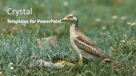  Presentation with field - PPT theme having burhinus-oedicnemus-on-field background and a ocean colored foreground