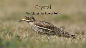  Presentation with spring - Presentation design enhanced with burhinus-oedicnemus-on-field background and a coral colored foreground