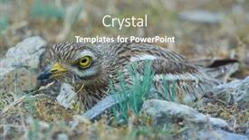  Presentation with breeding - PPT layouts featuring burhinus-oedicnemus-sitting background and a gray colored foreground
