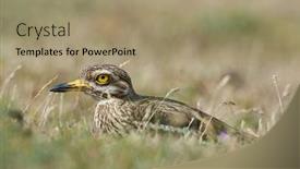  Presentation with breeding - PPT layouts with burhinus-oedicnemus-sitting background and a coral colored foreground