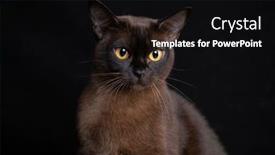  Presentation with cat - Audience pleasing PPT theme consisting of burma-cat-young-cat backdrop and a black colored foreground