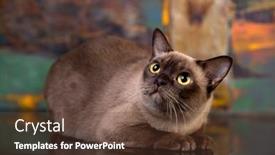  Presentation with cat - Cool new PPT layouts with burma-cat-young-cat backdrop and a tawny brown colored foreground