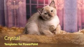  Presentation with cat - Slides with burma-cat-young-cat background and a tawny brown colored foreground