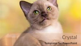  Presentation with hello kitty cute little kitten - Theme with burma-kitten-young-cat background and a coral colored foreground