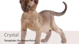 Presentation with kitten - Theme consisting of burmese-cat-kitten-on-white background and a soft green colored foreground