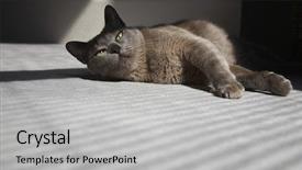  Presentation with carpet - Presentation with burmese-cat-lying-on-carpet background and a light gray colored foreground