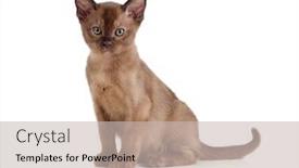  Presentation with cat - Audience pleasing PPT theme consisting of burmese-cat-sitting-on-white backdrop and a soft green colored foreground