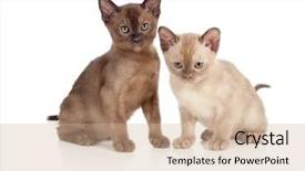  Presentation with cats - Colorful presentation enhanced with burmese cats sitting on white backdrop and a coral colored foreground