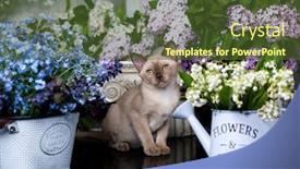  Presentation with kitten - Presentation design having burmese-chocolate-kitten-and-lilac background and a tawny brown colored foreground