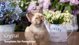  Presentation with lily - Presentation with burmese-chocolate-kitten-and-lily background and a coral colored foreground