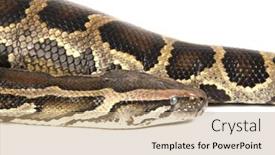  Presentation with burmese python - Audience pleasing PPT theme consisting of burmese python on white backdrop and a coral colored foreground