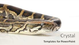  Presentation with burmese python - Presentation theme featuring burmese python on white background and a soft green colored foreground