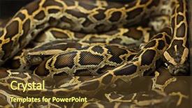  Presentation with python - Cool new presentation theme with burmese python python bivittatus wild life animal backdrop and a tawny brown colored foreground