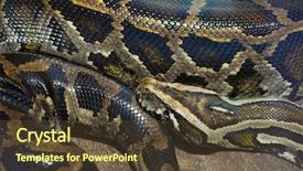 143 Best Python-Themed Templates for PowerPoint & Google Slides
