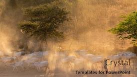  Presentation with myanmar bagan - Amazing PPT layouts having burmese-shepherdess-leading-her-cow backdrop and a coral colored foreground