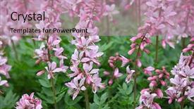  Presentation with pink flowers - Theme having burning bush - pink dictamnus albus flowers background and a coral colored foreground