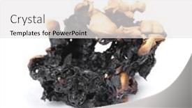  Presentation with popcorn kernel - PPT theme enhanced with burnt-popcorn-kernel-isolated-over background and a white colored foreground