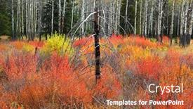  Presentation with fall foliage - Audience pleasing slides consisting of burnt-tree-in-the-middle backdrop and a red colored foreground