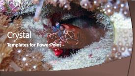  Presentation with shrimp - Slide deck consisting of path in a japanese garden background and a light gray colored foreground.