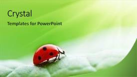  Presentation with leaf pathogen - Cool new presentation with burst beam - ladybird on leaf backdrop and a  colored foreground