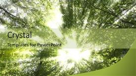  Presentation with pine trees sun shining through - Presentation featuring burst beam - sunburst through trees background and a yellow colored foreground