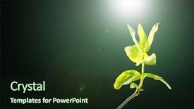  Presentation with green foliage - Presentation design having burst beam - young foliage on twig background and a wine colored foreground