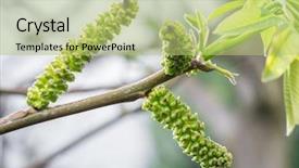  Presentation with walnut - Beautiful presentation design featuring bursts - freshly burst leaves of walnut backdrop and a mint green colored foreground