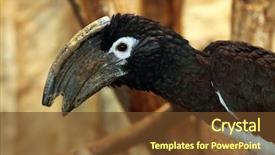  Presentation with wildlife - PPT theme with trumpeter hornbill bycanistes bucinator wildlife background and a tawny brown colored foreground