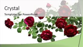  Presentation with white rose - PPT layouts with bush - branch of rose flowers background and a white colored foreground