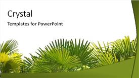  Presentation with green foliage - Presentation enhanced with bush - green palm foliage stripe isolated background and a white colored foreground