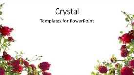  Presentation with roses - Slides having bush - red roses background and a white colored foreground