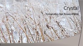  Presentation with winter ice - PPT layouts featuring bush branches after ice storm background and a light gray colored foreground