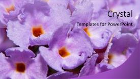  Presentation with ultra techonology violet - Colorful presentation theme enhanced with bush buddleia davidii flower cluster backdrop and a light blue colored foreground