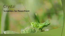  Presentation with magician - Amazing PPT theme having bush-cricket-or-spiked-magician backdrop and a mint green colored foreground