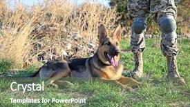  Presentation with german - PPT theme enhanced with bush fire - soldier with german shepherd dog background and a seafoam green colored foreground