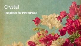  Presentation with tropical flowers - Amazing theme having bush of bougainvillea flowers backdrop and a mint green colored foreground