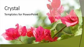 Presentation with bougainvillea - Beautiful presentation featuring flowers in the garden very backdrop and a white colored foreground