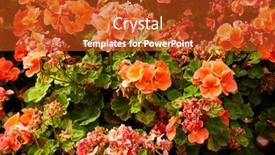  Presentation with geranium - Cool new slides with bush-of-geranium-with-red backdrop and a crimson colored foreground
