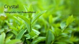  Presentation with green tea - Slides having bush of green tea background and a yellow colored foreground