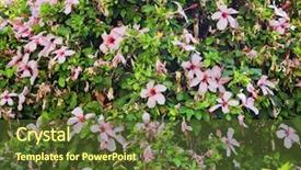  Presentation with appearance - Cool new presentation theme with bush of hibiscus rosa sinensis backdrop and a tawny brown colored foreground