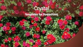  Presentation with red rose bush - Beautiful slide set featuring bush of roses on bright backdrop and a tawny brown colored foreground