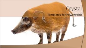  Presentation with pig - Audience pleasing theme consisting of bush-pig-standing-potamochoerus-porcus backdrop and a gold colored foreground