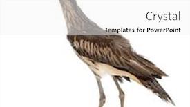  Presentation with knee - Audience pleasing PPT layouts consisting of bush-stone-curlew-or-bush backdrop and a white colored foreground