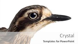  Presentation with knee - Slide deck featuring bush-stone-curlew-or-bush background and a white colored foreground