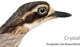  Presentation with knee - Cool new theme with bush-stone-curlew-or-bush backdrop and a white colored foreground