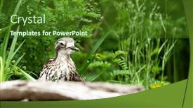  Presentation with knee - Presentation featuring bush-stone-curlew-or-bush background and a tawny brown colored foreground