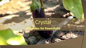  Presentation with eggplant - Amazing PPT theme having bush-with-ripe-eggplant backdrop and a coral colored foreground