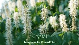  Presentation with green-leaves - Presentation theme having bush-with-white-flowers background and a forest green colored foreground