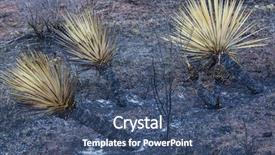  Presentation with wildfire - PPT layouts enhanced with photo shows detail view of various pumpkins in the farmers market background and a gold colored foreground.